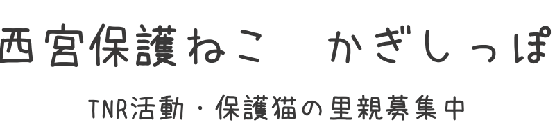 西宮保護ねこ　かぎしっぽ