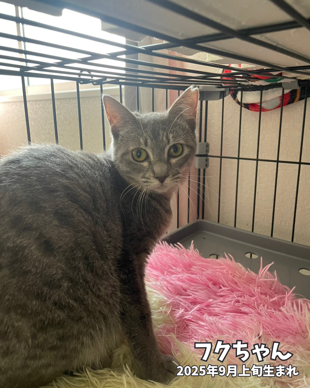 宇和島っ子たちのご紹介 Part2 】 - 西宮保護ねこ かぎしっぽ
