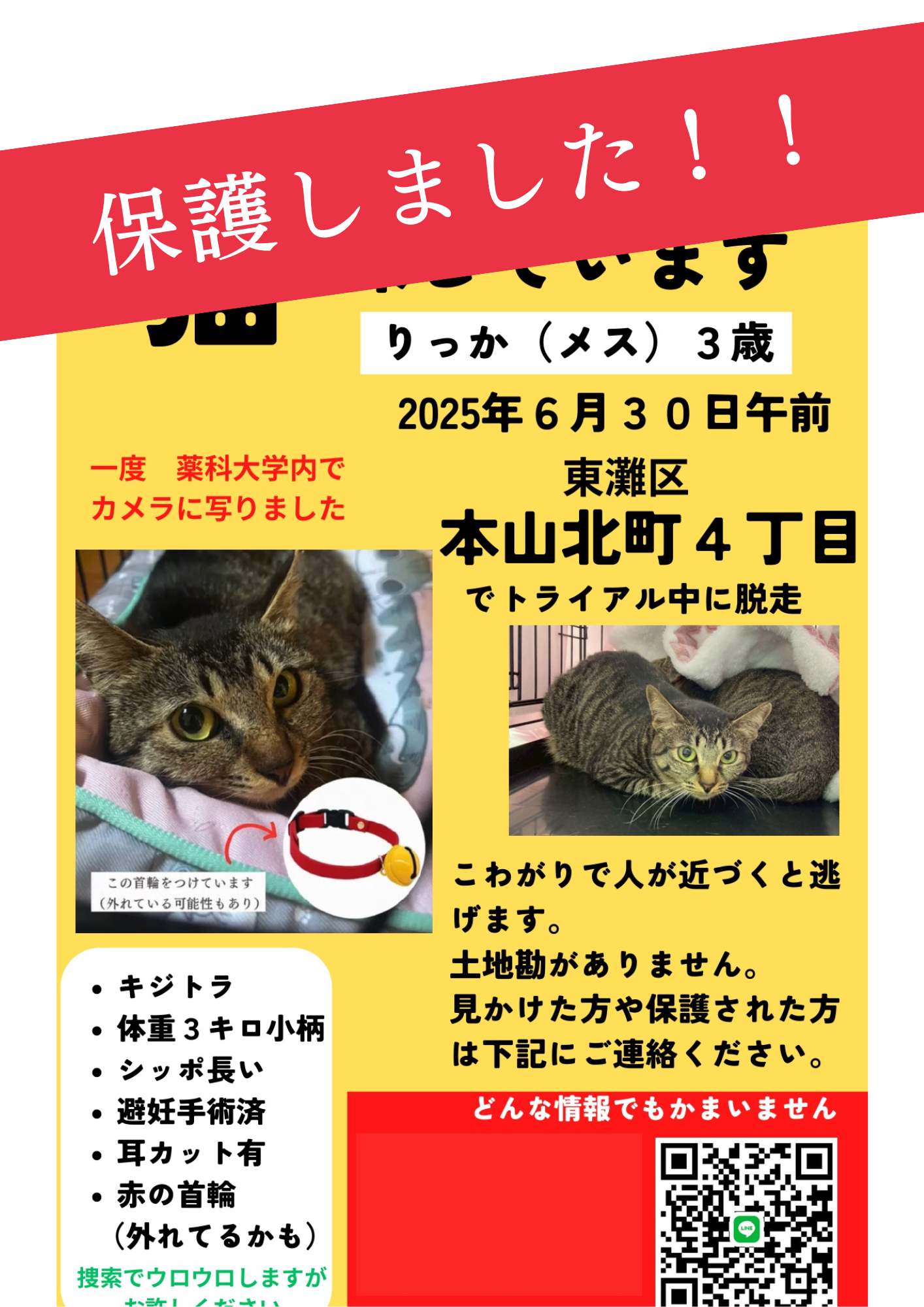 トライアル先より脱走したりっかちゃんを保護しました - 西宮保護ねこ 
