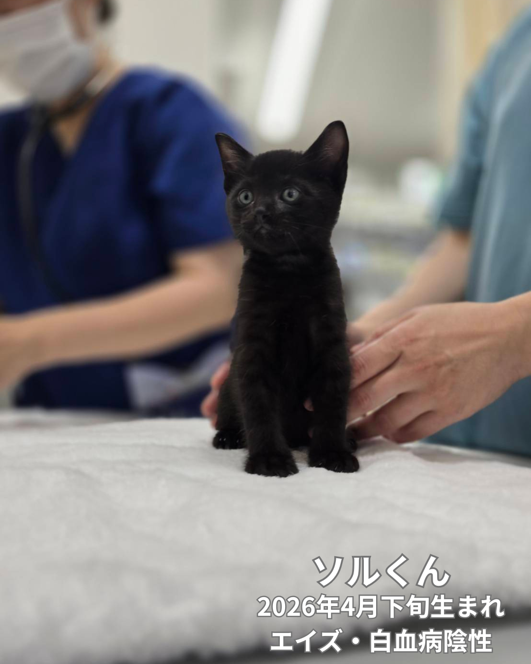 子猫（他の方は購入ご遠慮願います） 13匹の子猫たち、譲渡会デビューのお知らせ - 西宮保護ねこ かぎしっぽ