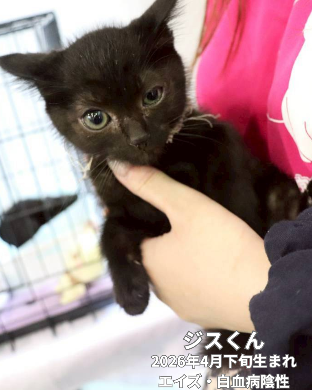 6/13（土）譲渡会 参加猫メンバーのお知らせ🐾 - 西宮保護ねこ かぎしっぽ