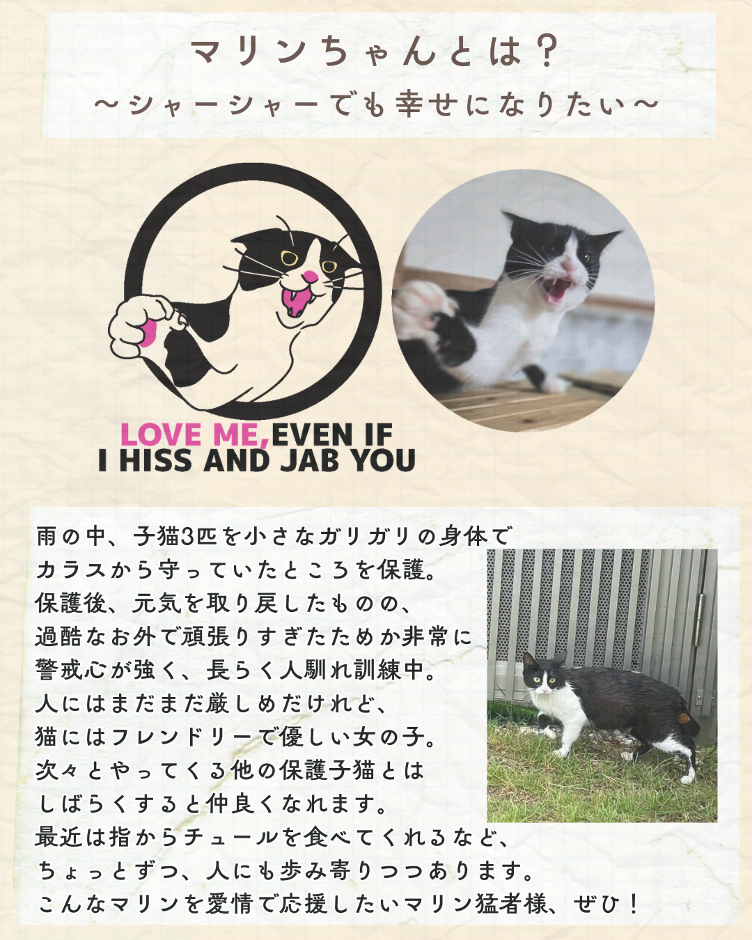 かぎしっぽの保護猫　マリンちゃん